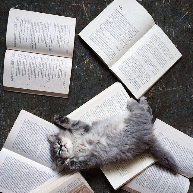 cat_book
